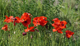 Coquelicots