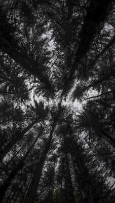 Au cœur de la forêt