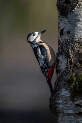 Mme Pic sous les projecteurs
