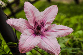 clematite