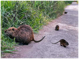 Famille de rat Musque en ballade