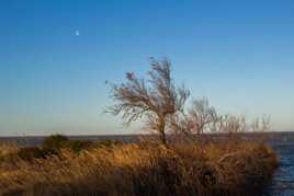 Paysage camarguais