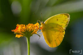 Papillon caméléon