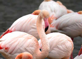 Les flamants roses