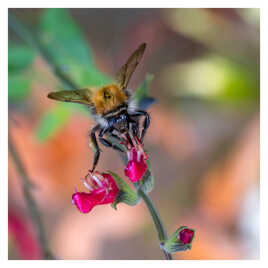 En train de butiner une fleur de sauge arbustive
