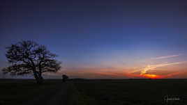 Sunset sur le vieux chêne