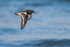 Le vol du Tournepierre à collier