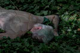 Un cadavre dans les bois