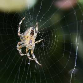 Araignée de mon jardin