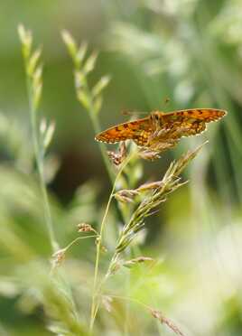 Je déploie mes ailes au soleil ...