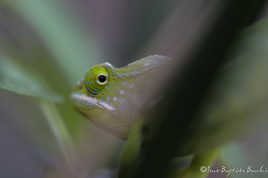 Cameleon