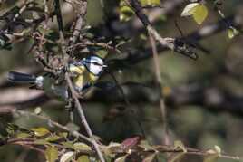 Mésange bleue