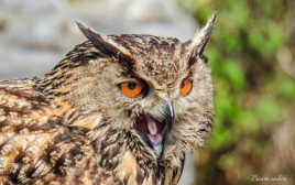 hibou grand-duc