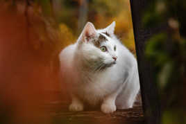Chat sur fond d'automne