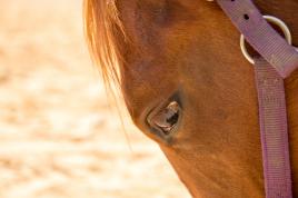 Dans les yeux de Théo