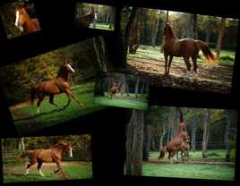 Bingo grandit et devient très beau !