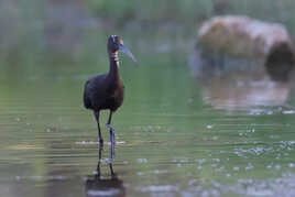 Ibis sur l'étang
