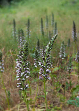 danse des acanthes