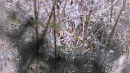 Caché dans les branches