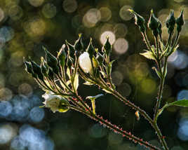 Alors à l'examen de tissage de toile... l' araignée 0/20