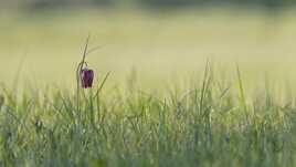 Fleur de prairie