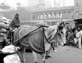 Old Delhi