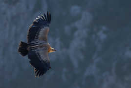 Lumière sur le fauve (2)