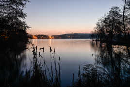Jonc dans l'heure bleue