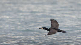 Phalacrocorax carbo