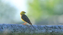 Bruant jaune