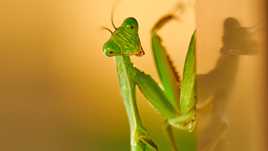 Prête à tendre les bras