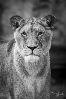 Regard de reine