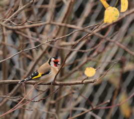 Les belles couleurs du chardonneret