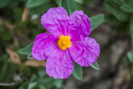 Chiffonnée mais jolie