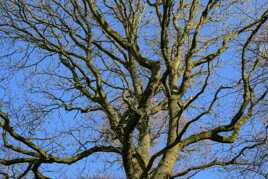 Archives dendrologiques : Chêne pédonculé