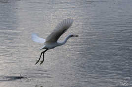 J'vais voir ailleurs !