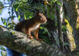 Regard noisette