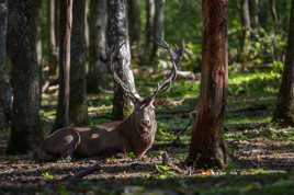 Le maître de ces bois