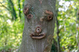 surprenante nature !!