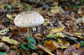 Lépiote et feuillage