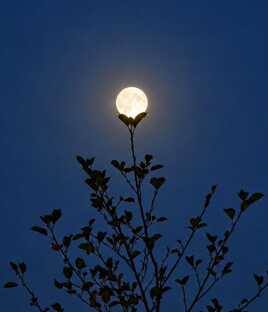 Fleur de lune.
