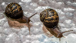 ... deux escargots s'en vont