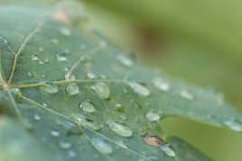 Apres la pluie