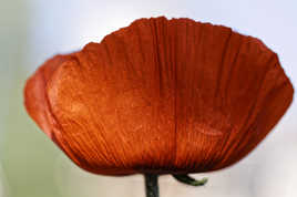 Coquelicot