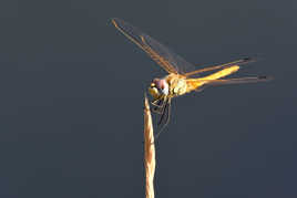 libellule sous le soleil