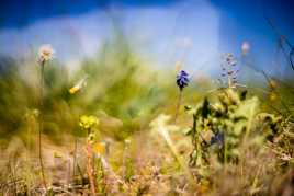 Nogème à la Shembra R