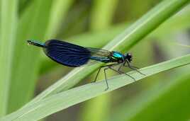 Libellule solitaire.