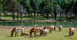 Les chevaux de Przewalski
