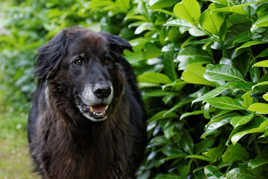 Chien à l'affut