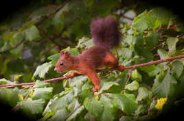 Écureuil Comblorant